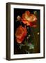 Red and White Poppy Flowers-Vivienne Dupont-Framed Art Print