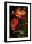 Red and White Poppy Flowers-Vivienne Dupont-Framed Art Print