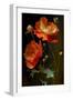 Red and White Poppy Flowers-Vivienne Dupont-Framed Art Print