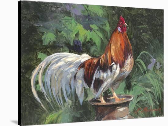 Red And White Rooster-Nenad Mirkovich-Stretched Canvas