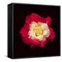 Red and White Rose-Lee Peterson-Framed Stretched Canvas