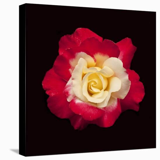 Red and White Rose-Lee Peterson-Stretched Canvas