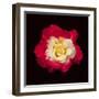 Red and White Rose-Lee Peterson-Framed Photographic Print