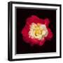 Red and White Rose-Lee Peterson-Framed Photographic Print