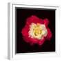 Red and White Rose-Lee Peterson-Framed Photographic Print