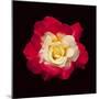 Red and White Rose-Lee Peterson-Mounted Photographic Print