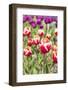 Red and White Tulips in the Flower Fields-Ivonnewierink-Framed Photographic Print