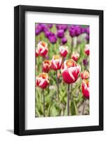 Red and White Tulips in the Flower Fields-Ivonnewierink-Framed Photographic Print