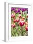 Red and White Tulips in the Flower Fields-Ivonnewierink-Framed Photographic Print
