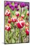 Red and White Tulips in the Flower Fields-Ivonnewierink-Mounted Photographic Print