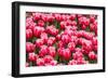 Red and White Tulips-tpzijl-Framed Photographic Print