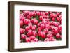 Red and White Tulips-tpzijl-Framed Photographic Print