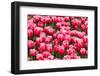 Red and White Tulips-tpzijl-Framed Photographic Print