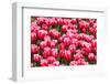 Red and White Tulips-tpzijl-Framed Photographic Print