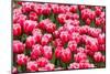 Red and White Tulips-tpzijl-Mounted Photographic Print