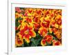 Red and Yelllow Parrot Tulips-Anna Miller-Framed Photographic Print