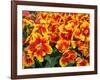 Red and Yelllow Parrot Tulips-Anna Miller-Framed Photographic Print