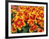 Red and Yelllow Parrot Tulips-Anna Miller-Framed Photographic Print