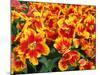 Red and Yelllow Parrot Tulips-Anna Miller-Mounted Photographic Print