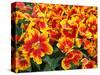 Red and Yelllow Parrot Tulips-Anna Miller-Stretched Canvas