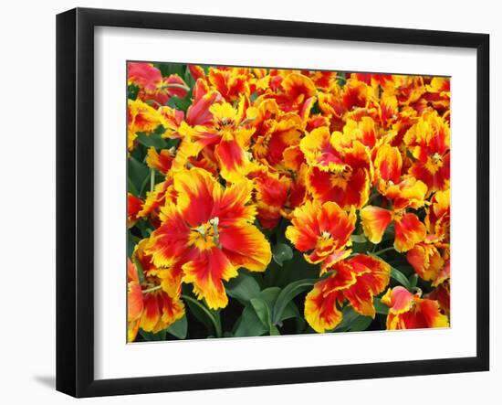 Red and Yelllow Parrot Tulips-Anna Miller-Framed Photographic Print