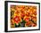 Red and Yelllow Parrot Tulips-Anna Miller-Framed Photographic Print