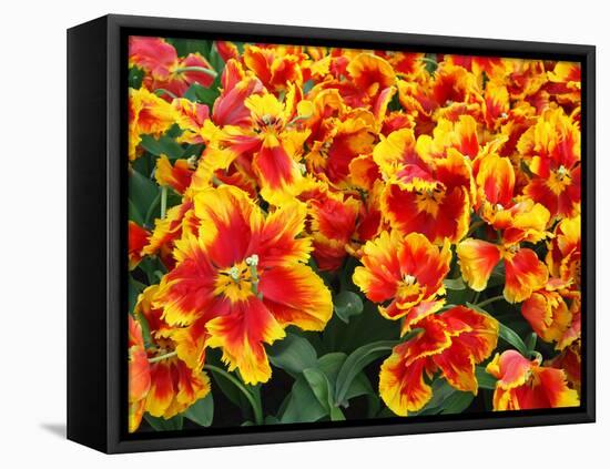 Red and Yelllow Parrot Tulips-Anna Miller-Framed Stretched Canvas