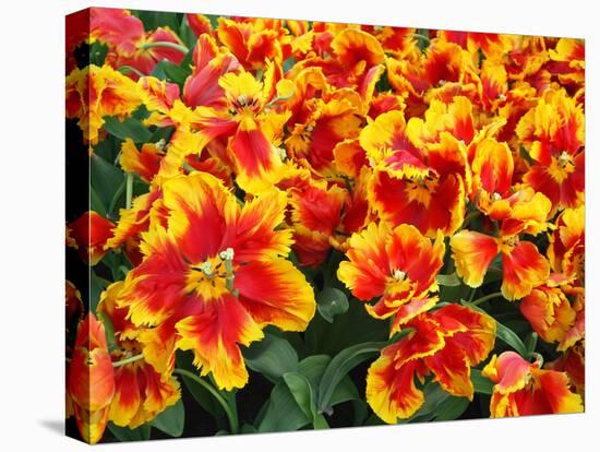 Red and Yelllow Parrot Tulips-Anna Miller-Stretched Canvas