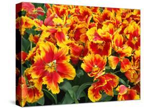 Red and Yelllow Parrot Tulips-Anna Miller-Stretched Canvas