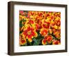 Red and Yelllow Parrot Tulips-Anna Miller-Framed Photographic Print