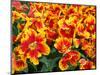 Red and Yelllow Parrot Tulips-Anna Miller-Mounted Photographic Print