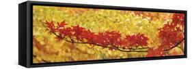 Red and Yellow Autumnal Leaves-null-Framed Stretched Canvas
