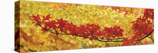 Red and Yellow Autumnal Leaves-null-Stretched Canvas