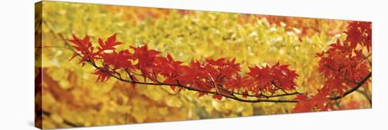 Red and Yellow Autumnal Leaves-null-Stretched Canvas