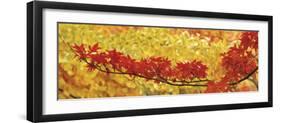 Red and Yellow Autumnal Leaves-null-Framed Premium Photographic Print