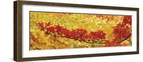 Red and Yellow Autumnal Leaves-null-Framed Photographic Print