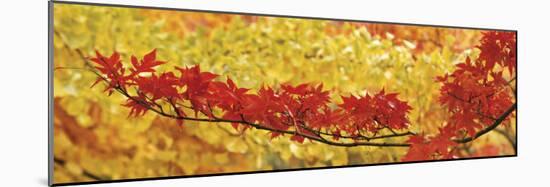 Red and Yellow Autumnal Leaves-null-Mounted Photographic Print