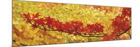 Red and Yellow Autumnal Leaves-null-Mounted Photographic Print
