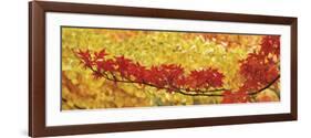 Red and Yellow Autumnal Leaves-null-Framed Photographic Print