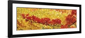 Red and Yellow Autumnal Leaves-null-Framed Photographic Print