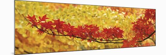 Red and Yellow Autumnal Leaves-null-Mounted Photographic Print