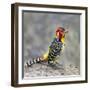 Red-and-yellow barbet (Trachyphonus erythrocephalus), Ngorongoro Conservation Area, Tanzania, Af...-Panoramic Images-Framed Photographic Print