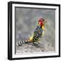 Red-and-yellow barbet (Trachyphonus erythrocephalus), Ngorongoro Conservation Area, Tanzania, Af...-Panoramic Images-Framed Photographic Print