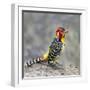 Red-and-yellow barbet (Trachyphonus erythrocephalus), Ngorongoro Conservation Area, Tanzania, Af...-Panoramic Images-Framed Photographic Print