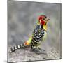 Red-and-yellow barbet (Trachyphonus erythrocephalus), Ngorongoro Conservation Area, Tanzania, Af...-Panoramic Images-Mounted Photographic Print