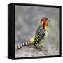 Red-and-yellow barbet (Trachyphonus erythrocephalus), Ngorongoro Conservation Area, Tanzania, Af...-Panoramic Images-Framed Stretched Canvas