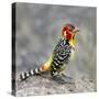 Red-and-yellow barbet (Trachyphonus erythrocephalus), Ngorongoro Conservation Area, Tanzania, Af...-Panoramic Images-Stretched Canvas