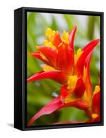 Red and Yellow Bromeliad, San Francisco, California, USA-Julie Eggers-Framed Stretched Canvas