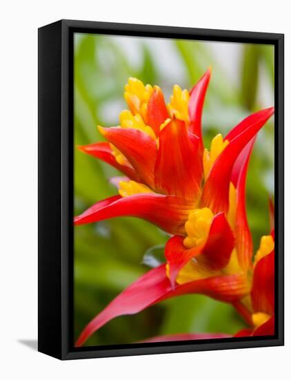 Red and Yellow Bromeliad, San Francisco, California, USA-Julie Eggers-Framed Stretched Canvas