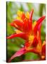 Red and Yellow Bromeliad, San Francisco, California, USA-Julie Eggers-Stretched Canvas